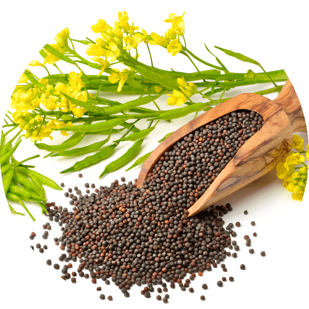 Mustard Seeds